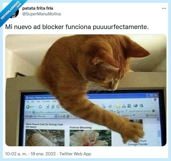 bloqueador,anuncios,gato