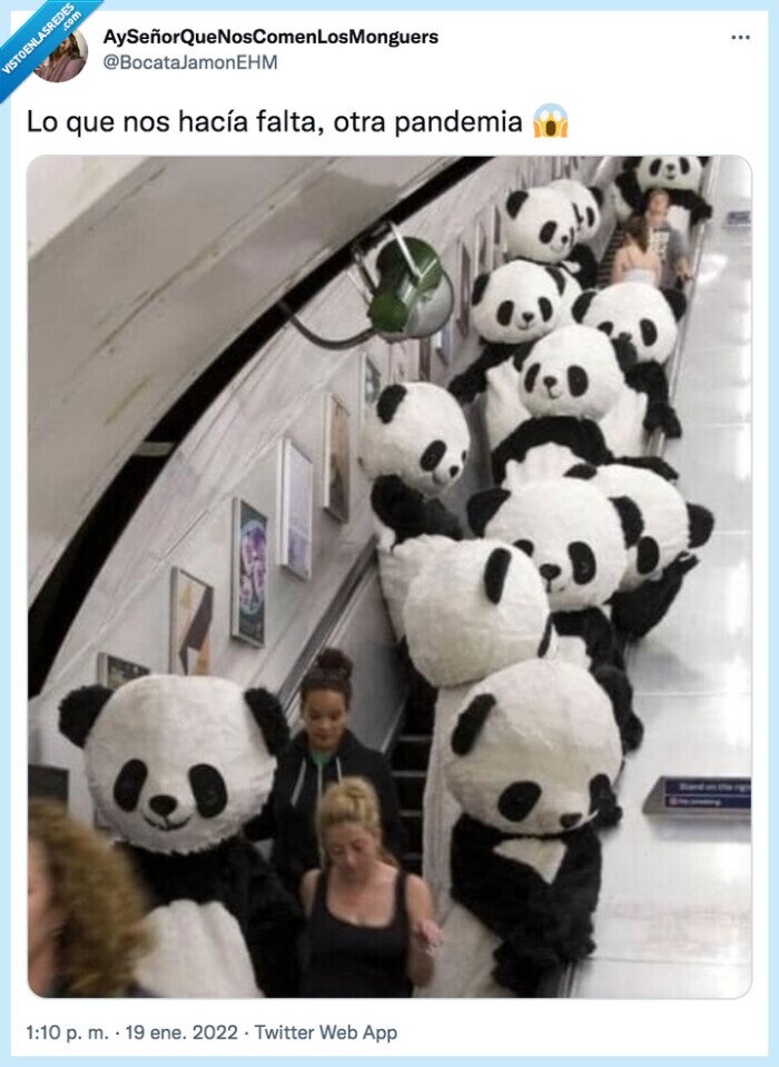 oso panda,pandemia