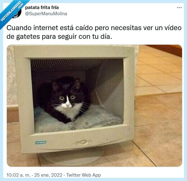 gatos,vídeo,internet