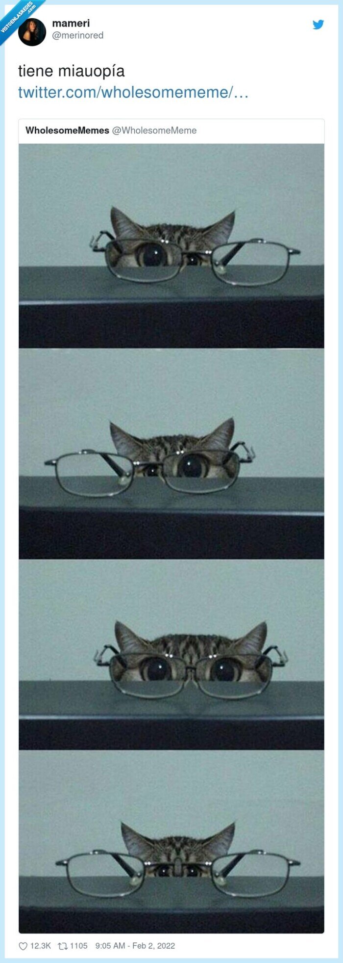 miauopía,gafas,gato