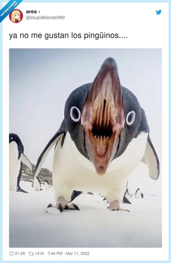 pingüinos,gustar,dientes,boca