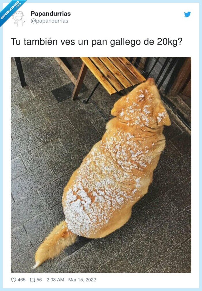 20kg,perro,nevado,pan gallego