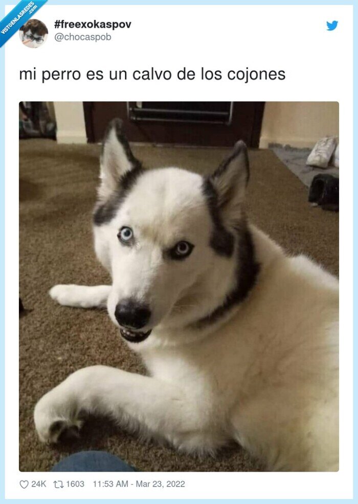 perro,calvo,husky