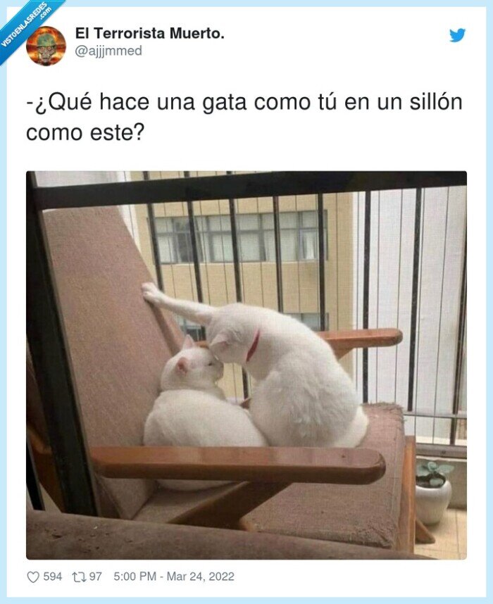 sillón,ligar,gata