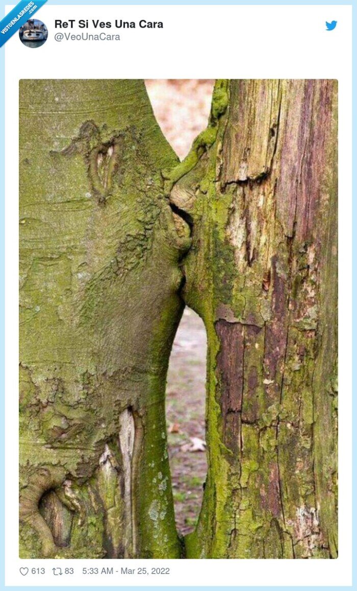 árbol,beso,tronco