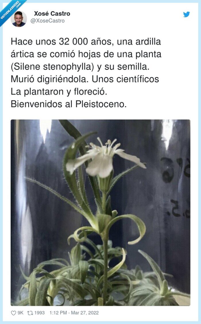 stenophylla,científicos,pleistoceno,flor,florecer