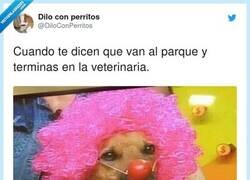 Enlace a Pobres perros engañados, por @DiloConPerritos