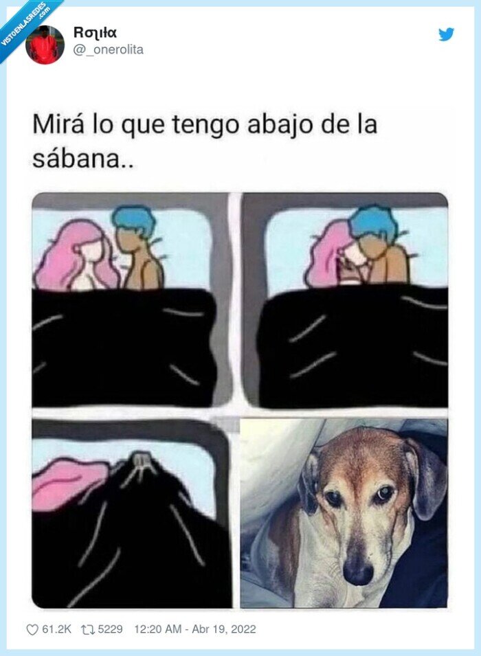 sábana,debajo,perro