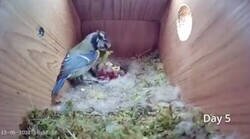 Enlace a Vídeo de cámara oculta en un nido de pajaritos y aparece el padre a darle a las crías una oruga enorme y llega la madre a quitársela en plan 