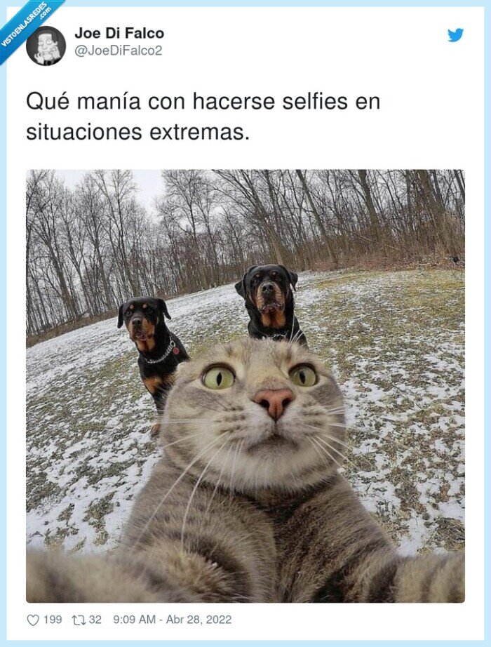 gato,manía,perros,selfies,situaciones extremas