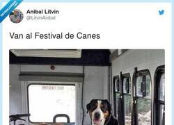 Enlace a Festival de canes, por @LitvinAnibal