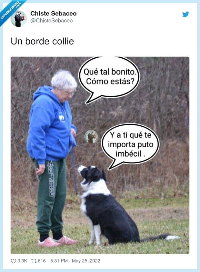 borde,border collie,collie,perro