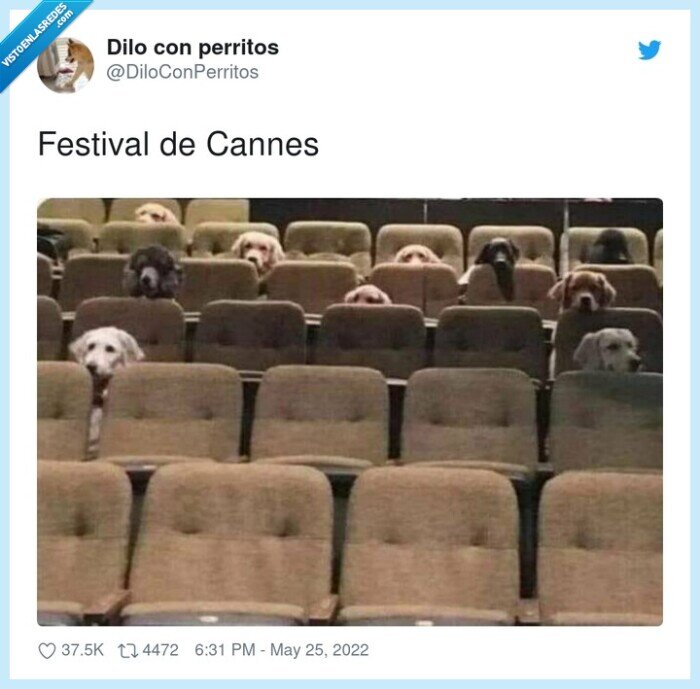cannes,festival,perros
