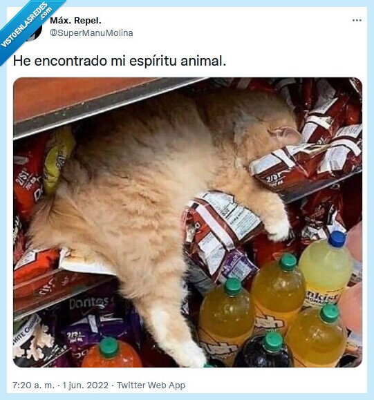 espíritu,animal,siesta,gato