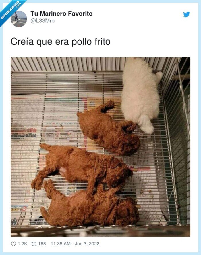 perros,pollo frito