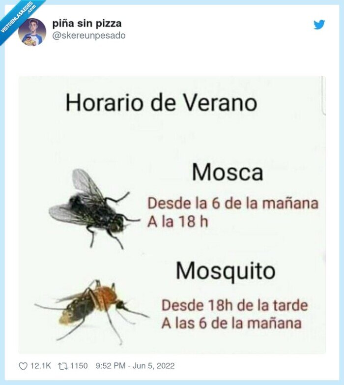 mosca,mosquito,verano