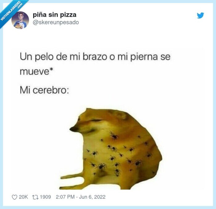 mosquitos,cerebro,doge,perro