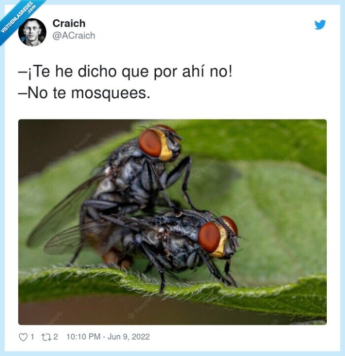 mosquearse,mosca