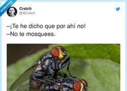 Enlace a Una mosca mosqueada ralla por dos, por @ACraich