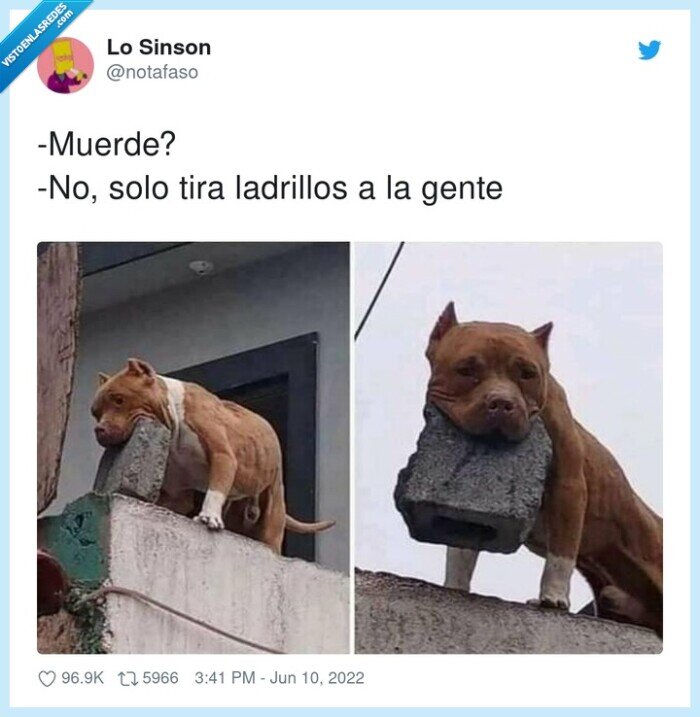 ladrillos,muerde,gente,perro