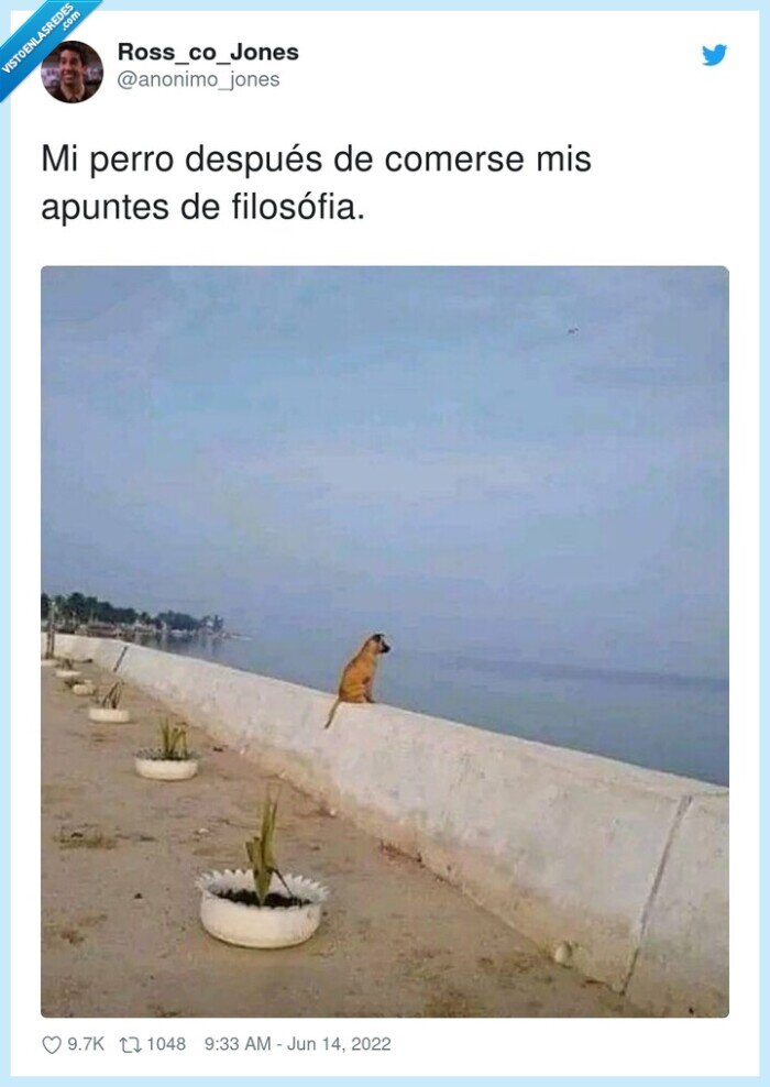 filosófia,después,comerse,apuntes,perro