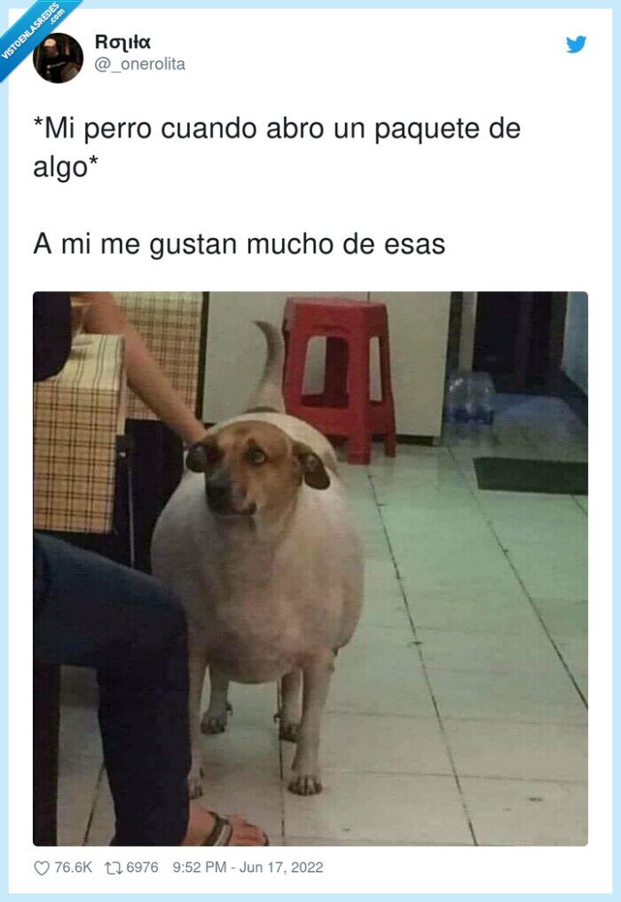 paquete,gordo,gustar,perro,algo