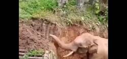 Enlace a Lo vuelve a agradecer. Impresionante animal este elefante dando gracias por haber sido rescatado, por @curro_lucas
