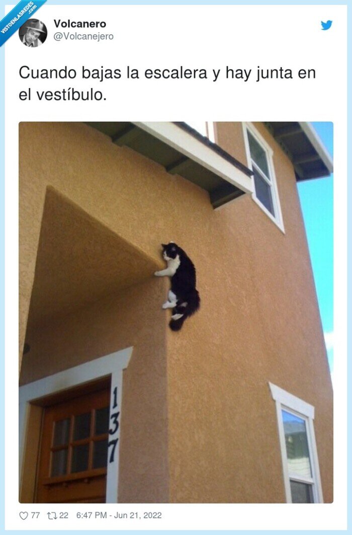 vestíbulo,escalera,reunión,junta,gato