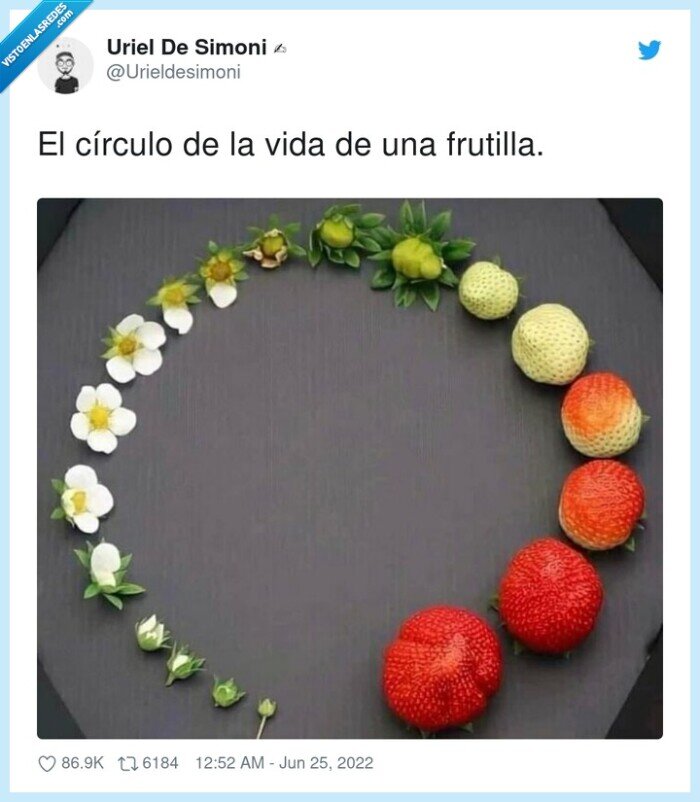 círculo,frutilla,vida,fresas