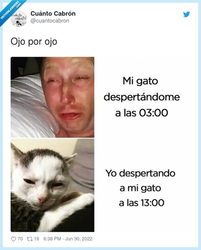 gato,despertar,madrugada