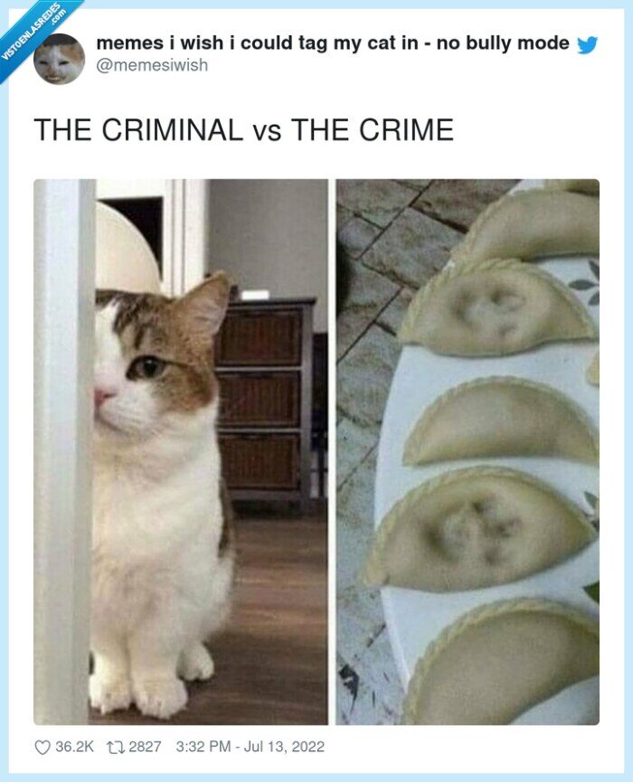 criminal,crimen,gato,empanada