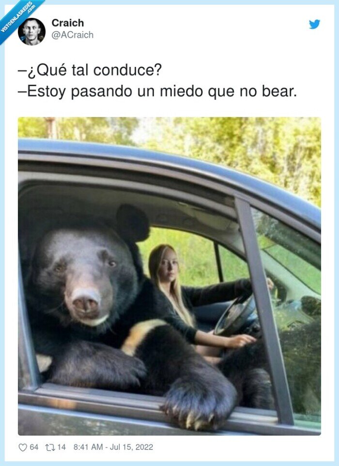 bear,conduce,miedo,oso