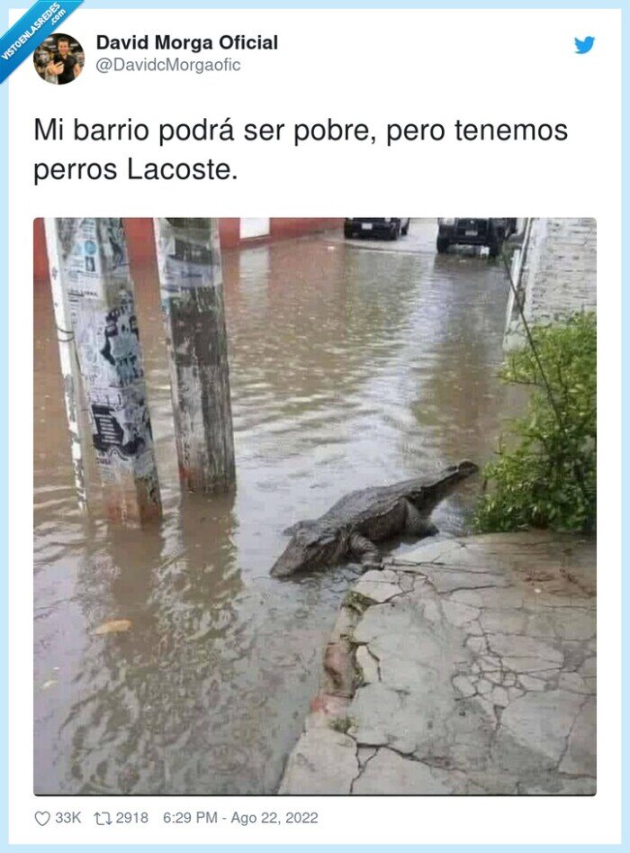 lacoste,barrio,cocodrilos,pobre,perros