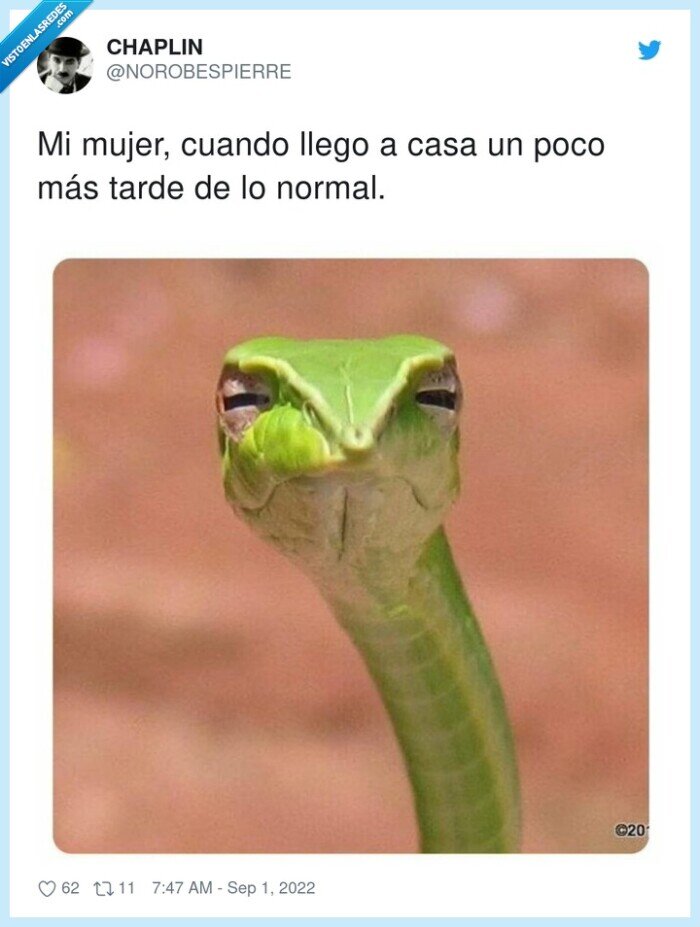 serpiente,sospechar,miradas