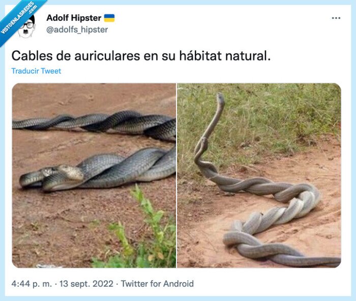auriculares,hábitat,natural,cables,serpientes