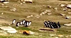 Enlace a Dos grupos de pingüinos se topan y se ponen a hablar. Cuando reemprenden el camino y uno de ellos se equivoca de grupo, va un colega y lo rescata