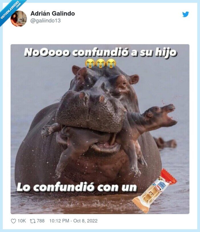 hipopotamo,happy hippo