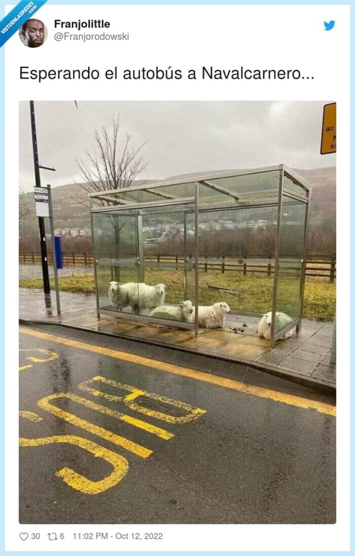 navalcarnero,esperando,autobús,carneros,ovejas