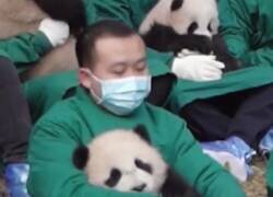 Enlace a Trabajar abrazando pandas, el trabajo soñado por muchos, por @buitengebieden