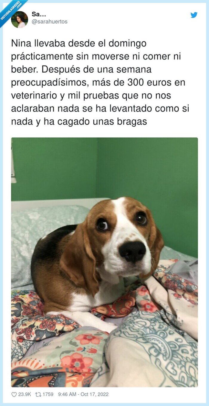preocupadísimos,perro,tragar,bragas,veterinario