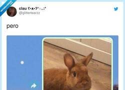 Enlace a ¿Aceptamos conejo como animal de compañía?, por @glittertearzz