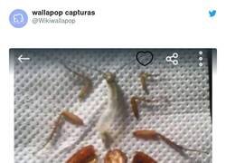 Enlace a Qué huevos hay que tener para hacer eso, por @Wikiwallapop