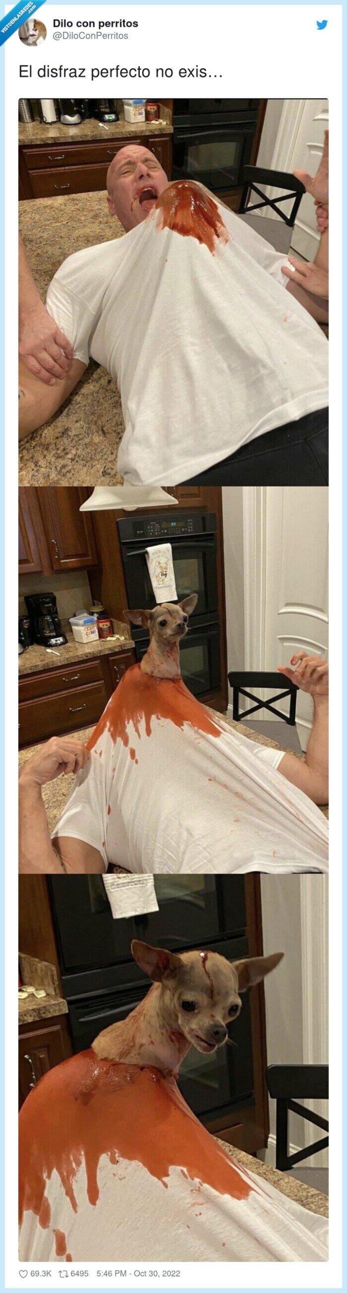 perfecto,disfraz,halloween,perro,asco,alien