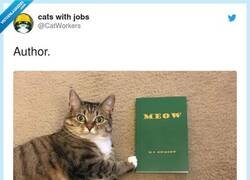 Enlace a Meow meow meow, por @CatWorkers