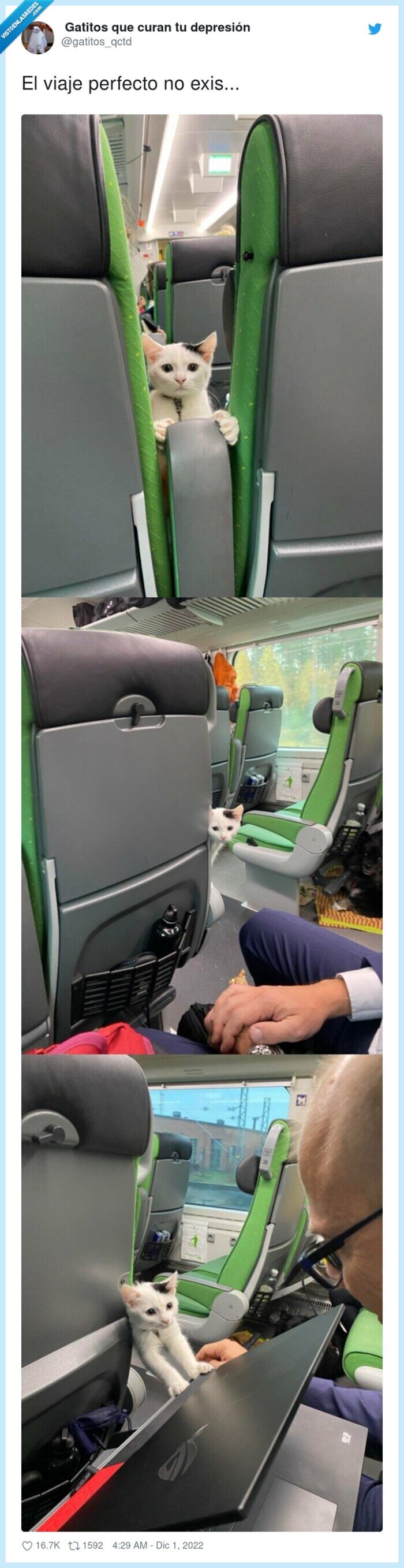 viaje,tren,gato
