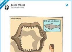 Enlace a El Megalodon puede que fuera más ridículo de lo que creíamos, por @beetlemoses
