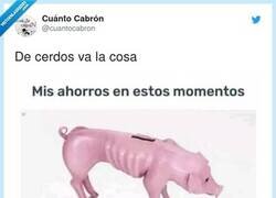Enlace a Dos tipos de cerdo bien distintos, por @cuantocabron