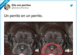 Enlace a Perrito dentro de perrito, por @DiloConPerritos