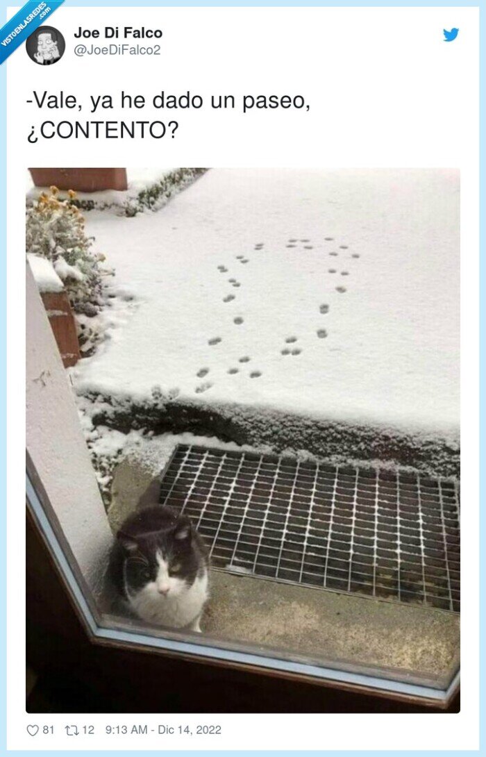 contento,paseo,nieve,gato