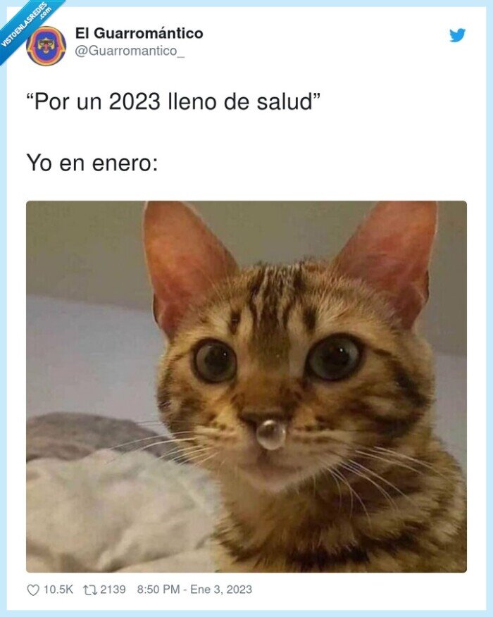 gato,salud,2023